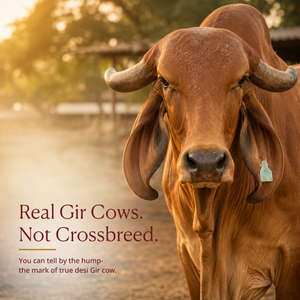 A2 Gir Cow Ghee